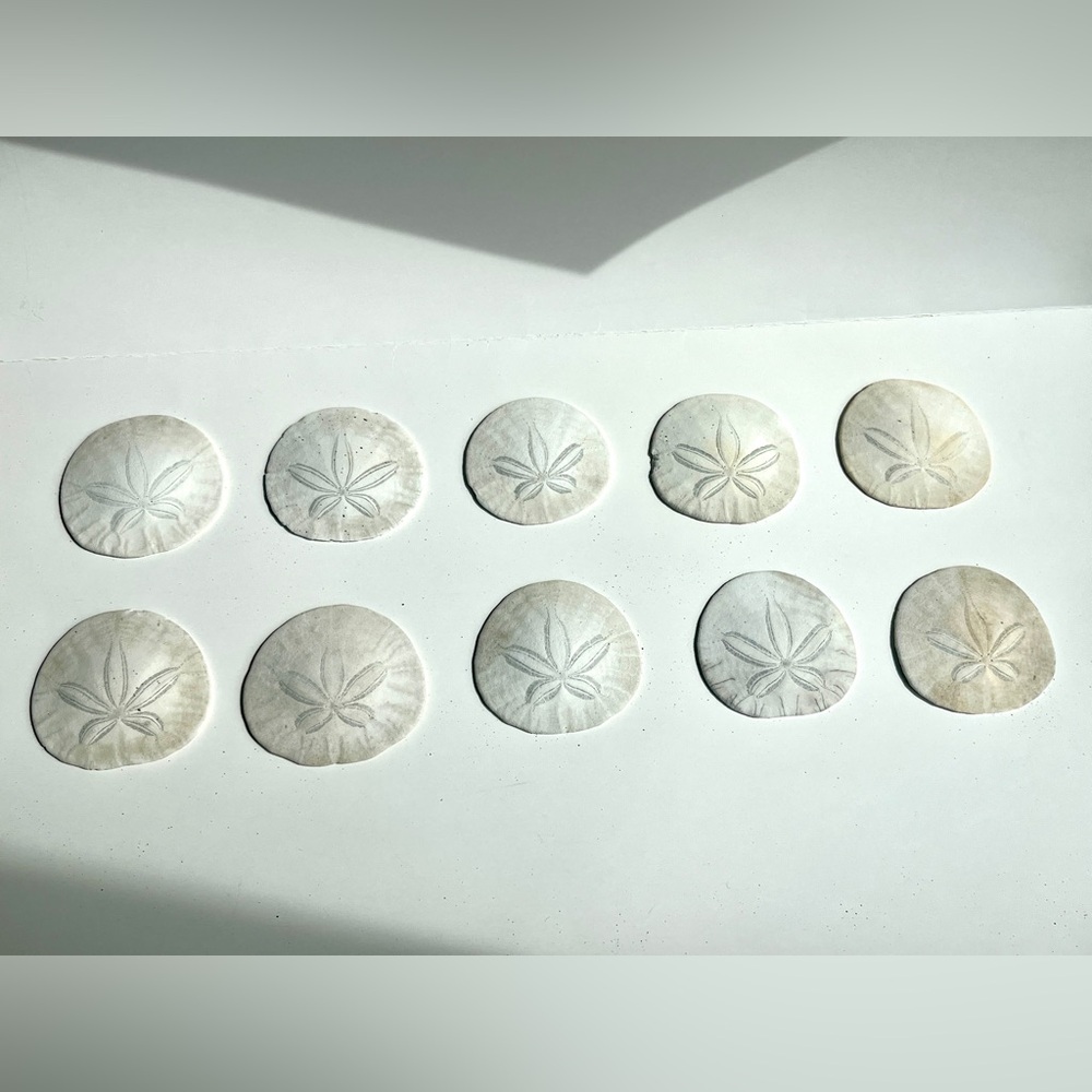 Natural California Sand Dollar Shells - Large 3 inch shells Set of 10